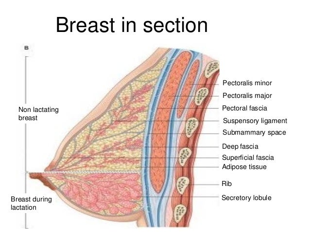 suspensory ligament of the breast Japanese teen videos